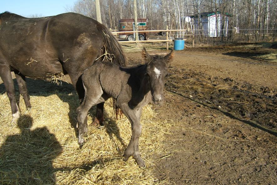 Pizzazz 2008 foal